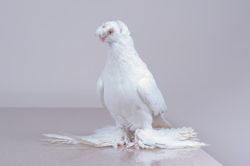 Uzbek white dove Gulbadam sits on a reflective marble surface