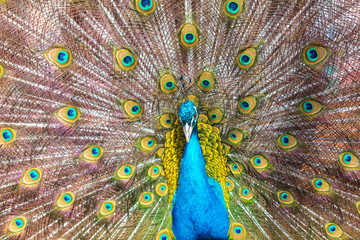 Obraz premium Portrait of a peacock in a zoo