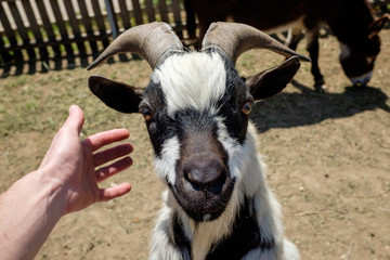 portrait of a goat