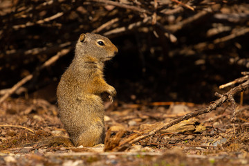 Naklejka na ściany i meble Squirrel in Grand Teton National Park