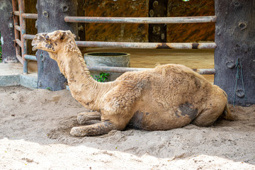 Camels are sick and the eyes can't see.