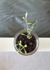 Seedling