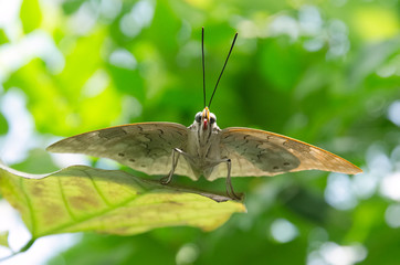 Schmetterling am Start