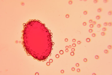 Single red oval in liquid under microscope