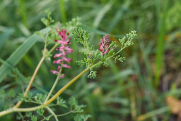 Fumaria officinalis