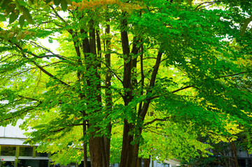 Tokyo, Japan, Ueno Animal Park, summer, quiet, cool plant forest