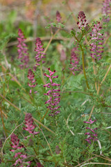 Fumaria officinalis