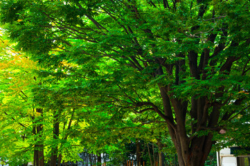 Tokyo, Japan, Ueno Animal Park, summer, quiet, cool plant forest