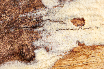 Mold in mushrooms on a wooden background