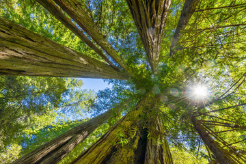 Obraz na płótnie Canvas Sun Star Rays Tall Trees Towering Redwoods National Park California