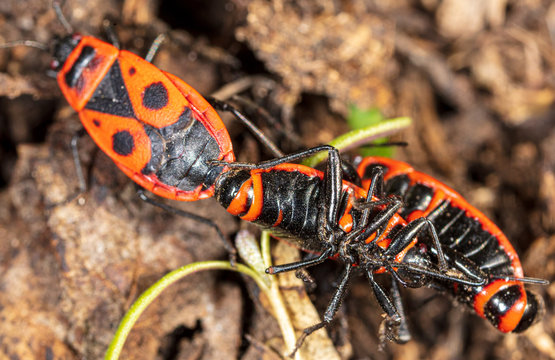 Love Red Beetles In The Ground