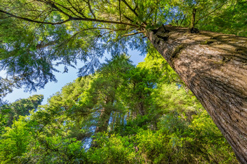 Fototapeta na wymiar Tall Trees Towering Redwoods National Park Crescent City California