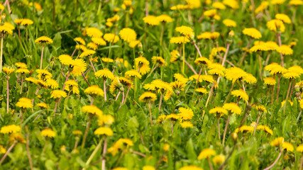 Yellow dandelion flowers on green grass as background
