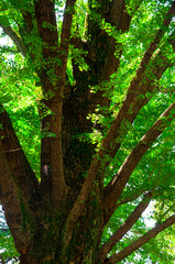 Ueno Park, Tokyo, Japan, cool, quiet park, green trees, centuries-old apricot tree
