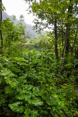 Plitvice lakes, waterfall green landscape, Croatia national park.