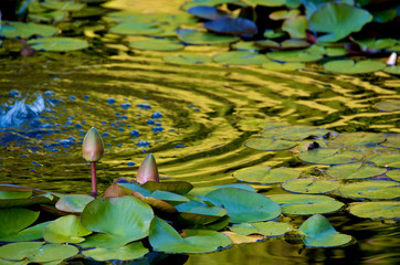 Water lilies in bubbling pond with late afternoon reflections 