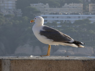 Gaviota adulta relajada en la costa catalana, plumas claras que la diferencian de los polluelos o...