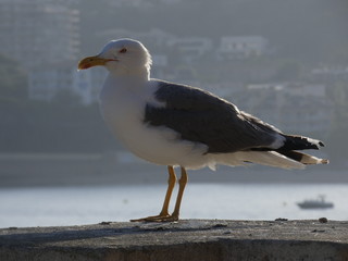 Gaviota en la costa catalana en una roca o repisa de un acantilado