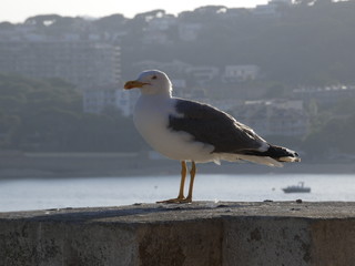 Gaviota adulta relajada en la costa catalana, plumas claras que la diferencian de los polluelos o de las gaviotas jóvenes que tienen las plumas más oscuras