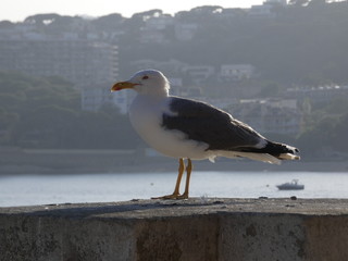 Cuerpo de gaviota en posición relajada con el fondo desenfocado de la costa catalana, mar mediterráneo
