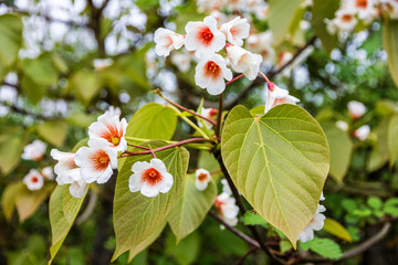 Catalpa tree flowers blossoming in spring
