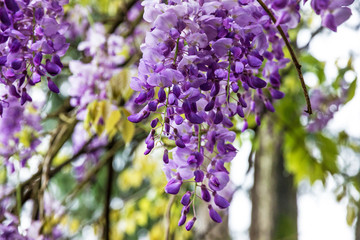 wistaria purple flowers, tree plant