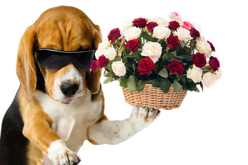 gift, holiday bouquet of red and white roses in a wooden basket holds a cute dog on a white...