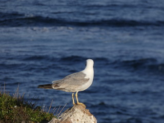 Gaviota en la costa catalana en una roca o repisa de un acantilado