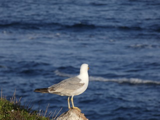 Gaviota con el fondo azul del mar mediterráneo; gaviota en una roca de un acantilado