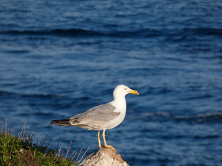 Fototapeta premium Gaviotas sobre fondo azul del mar mediterráneo, en reposo