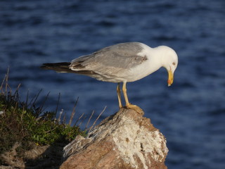 Gaviota en la costa catalana en una roca o repisa de un acantilado