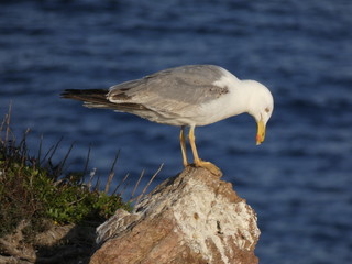 Gaviotas en un acantilado de la costa mediterránea