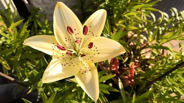 lys jaune