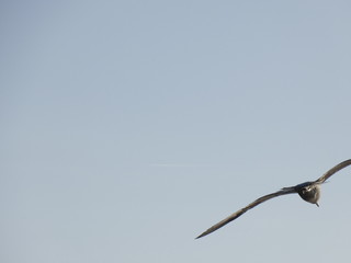 Gaviota volando y surcando el cielo azul. Las gaviotas tienen grandes alas y saben aprovechar muy bien los vientos y las térmicas