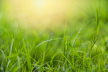 Green Abstract bokeh from nature background