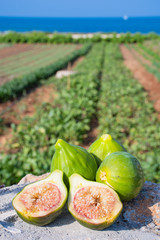 Fresh green figs on the rock with agriculture field and blue sea on the background, open and ready to eat, vertical