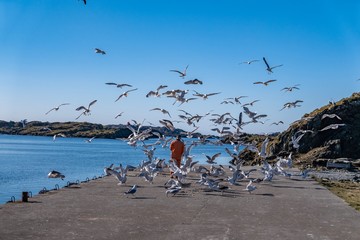 seagulls on the beach