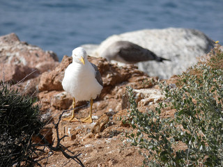 Parejas de gaviotas y sus polluelos, la gaviota adulta es la que tiene las plumas más claras, el polluelo o la gaviota más joven tiene las alas y las plumas más oscuras