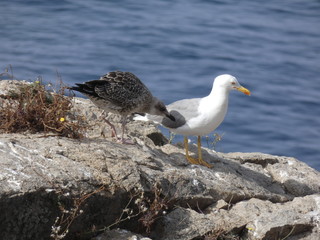Parejas de gaviotas y sus polluelos, la gaviota adulta es la que tiene las plumas más claras, el polluelo o la gaviota más joven tiene las alas y las plumas más oscuras