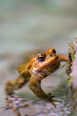 A frog in a lake