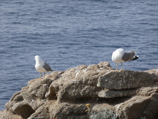 Parejas de gaviotas y sus polluelos, la gaviota adulta es la que tiene las plumas más claras, el...