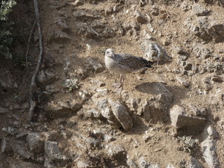 Parejas de gaviotas y sus polluelos, la gaviota adulta es la que tiene las plumas más claras, el polluelo o la gaviota más joven tiene las alas y las plumas más oscuras