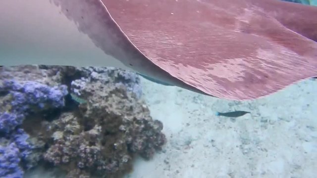 Snorkling with Sting Rays, Moorea, Tahiti, French Polynesia