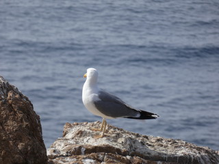 Gaviota en un acantilado del mediterráneo, con el fondo del azul mediterráneo.