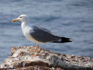 Gaviota en un acantilado del mediterráneo, con el fondo del azul mediterráneo.
