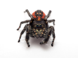 Female Johnson's jumping spider, Phiddipus johnsoni, on white background looking at the camera