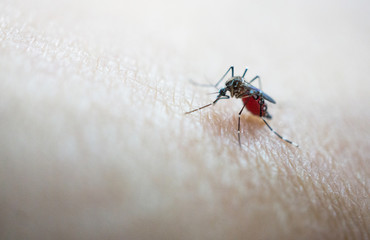 Dangerous Zica virus mosquito sucking bloode on human skin cause sick, Dengue, Chikungunya, Mayaro fever,virus