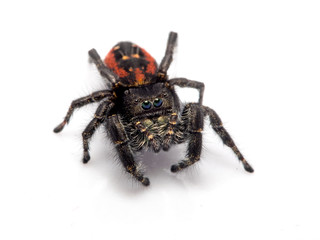 Obraz premium Female Johnson's jumping spider, Phiddipus johnsoni, on white background looking at the camera