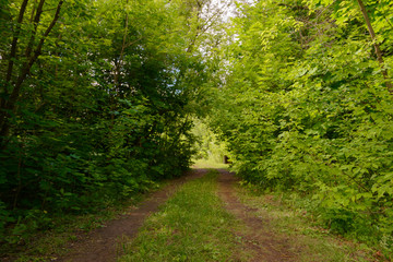 Fototapeta na wymiar dirt road in a green summer forest