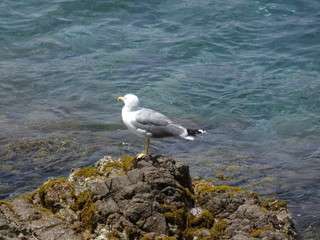 Gaviota gritando y avisando del peligro o bien llamando a su polluelo para volver al nido
